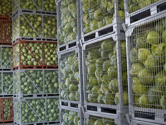 Cabbage - Food Distributors